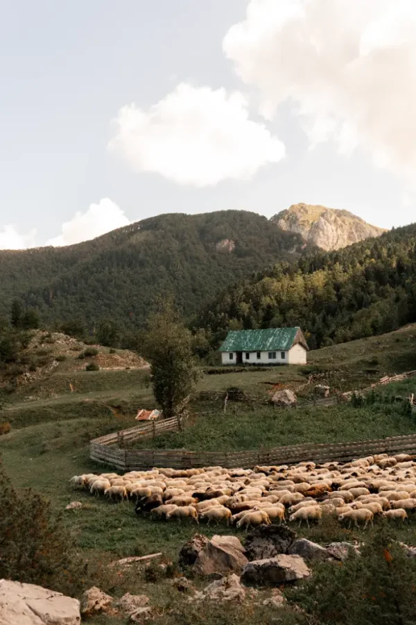 Karaula i stado ovaca na sjeveru Crne Gore.