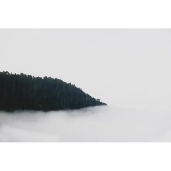 Fotografija šume koja nestaje u magli.