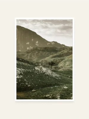 Drvo u Nacionalnom parku Durmitor - slika za zid