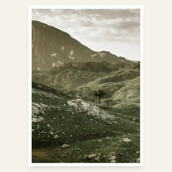 Drvo u Nacionalnom parku Durmitor - slika za zid