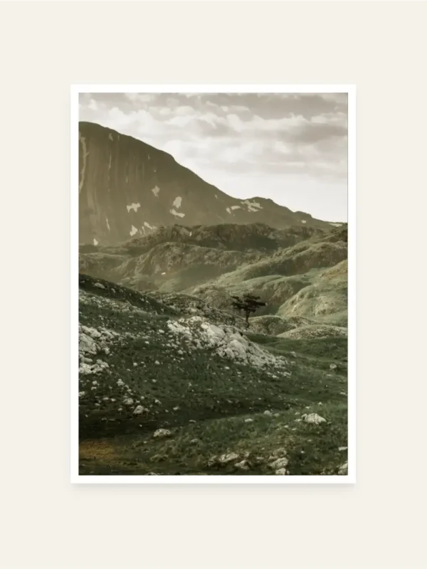 Drvo u Nacionalnom parku Durmitor - slika za zid
