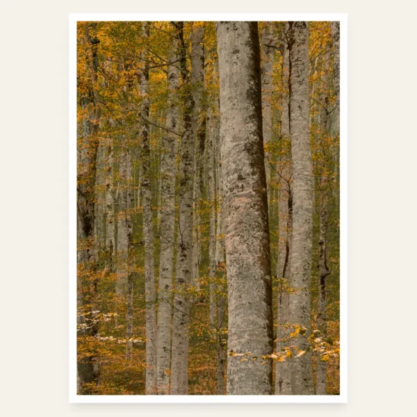 Biogradska prašuma - slika za zid