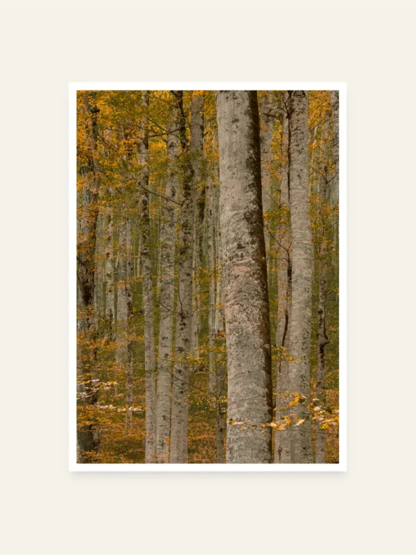 Biogradska prašuma - slika za zid