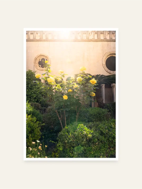 0toplina Žute ruže iz Dubrovačkog samostana - slika za zid